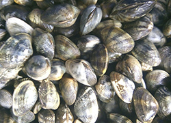 japonica