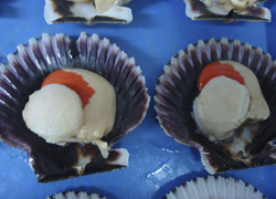 zamburina